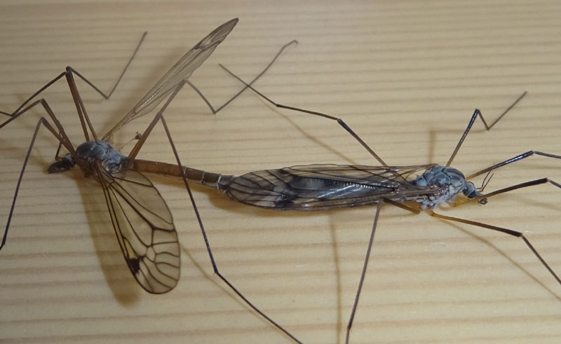 accoppiamento Tipulidae:  Tipula sp.